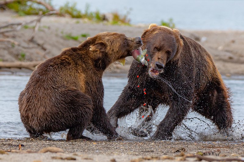 камчатка, медведь, природа, путешествие, фототур, животные Не поделилиphoto preview