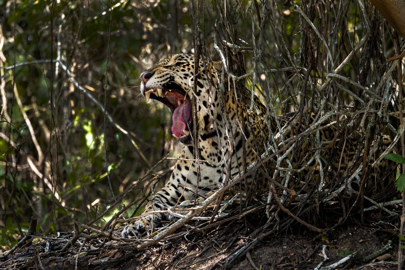 бразилия.ягуар \