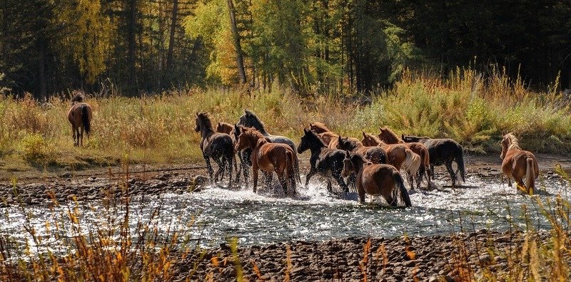брод, алтай, лошади, осень. Брод.photo preview