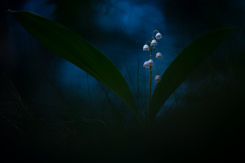 ландыш, макро, растения, природа,цветы, флора, дикие цветы Белые ночиphoto preview