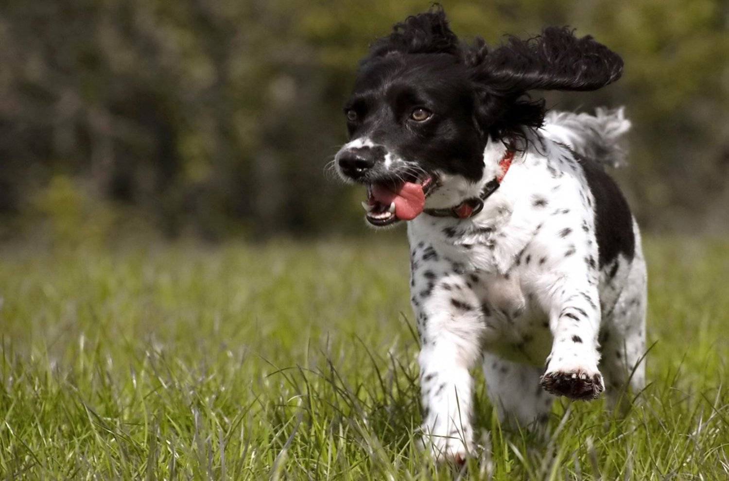 Бегущий.... Автор: Razgulyaev Aleksandr , Razgulyaev Aleksandr