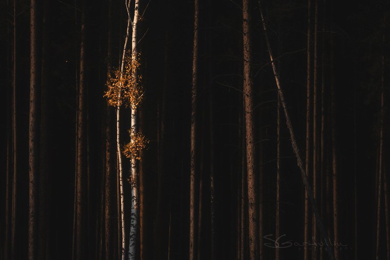 Урал, Средний Урал, березы, сосны, лес, осень Танецphoto preview