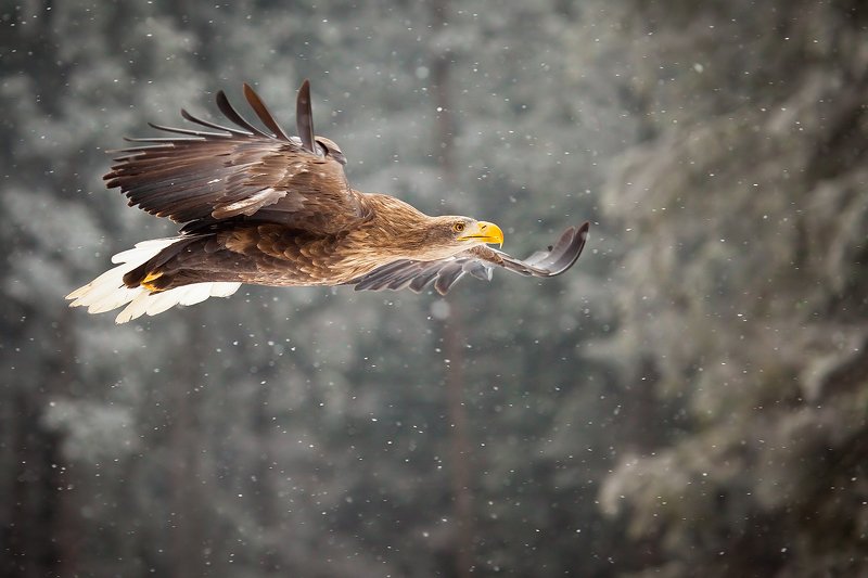 Sea Eaglephoto preview