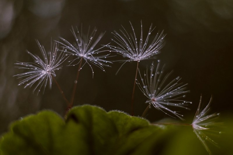 герань,листья, семена одуванчика, Десантphoto preview