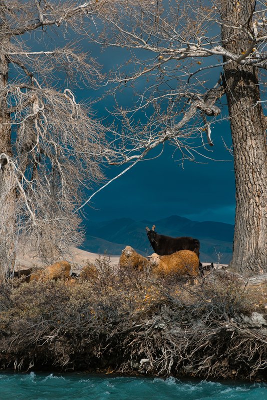алтай, осень, горы, пейзаж, Встречаphoto preview