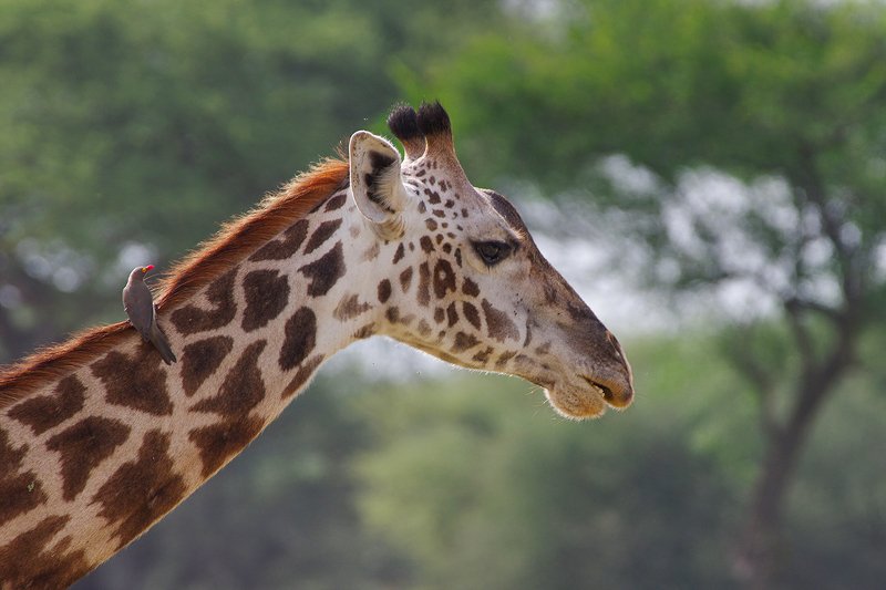 танзания,жираф,африка Близкая встреча с жирафомphoto preview