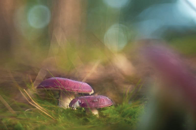 Rainbow in the groundphoto preview