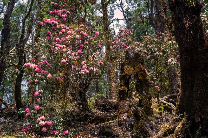Fairy tale in magic forest. Langtang National Park. Nepalphoto preview