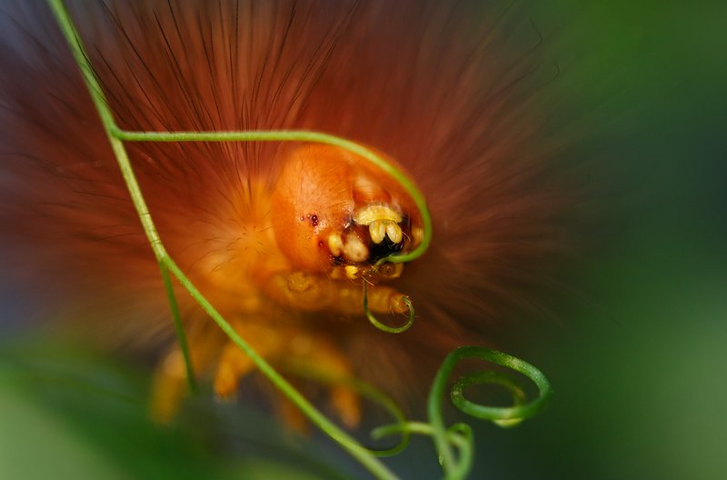 Львёнок - травоед..photo preview