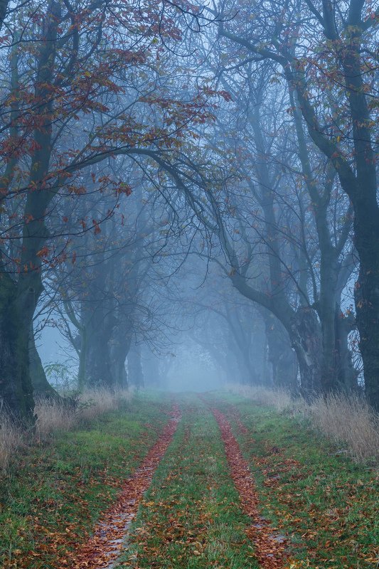 forest, rain, green, trees, autumn, fog, misty Chestnut alley in the fogphoto preview