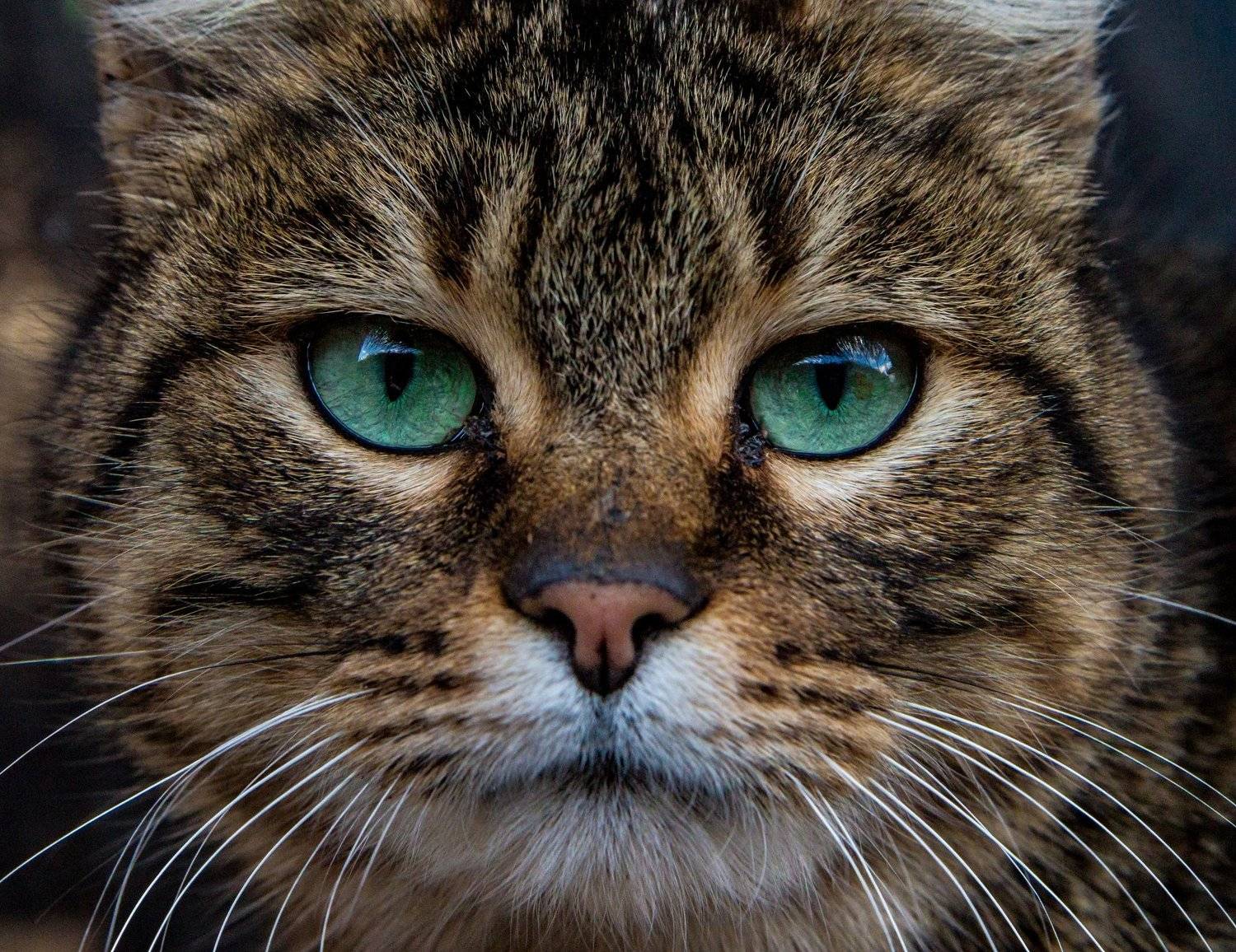 , Бистра Стоименова