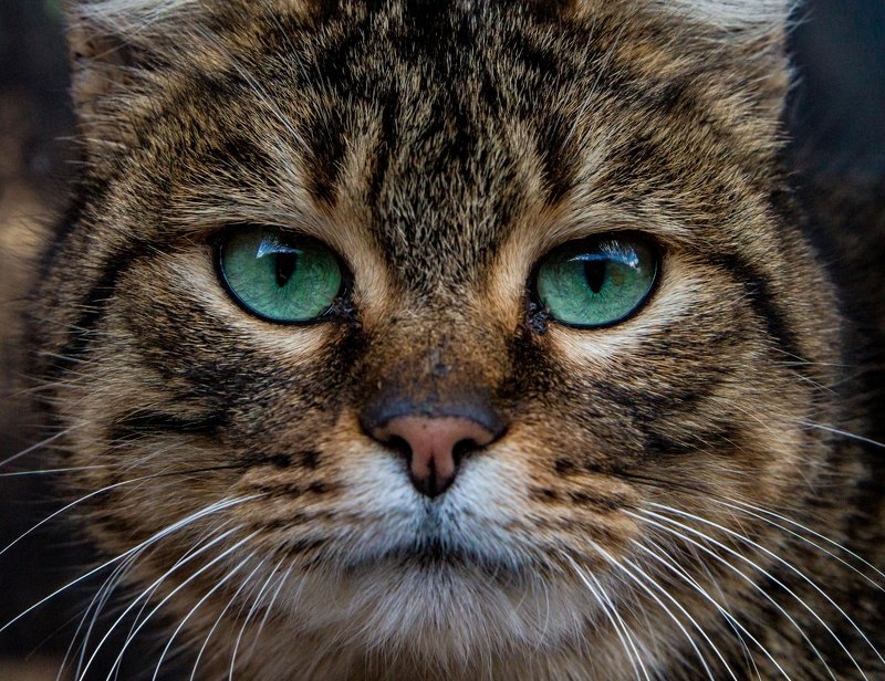 Кошкаphoto preview