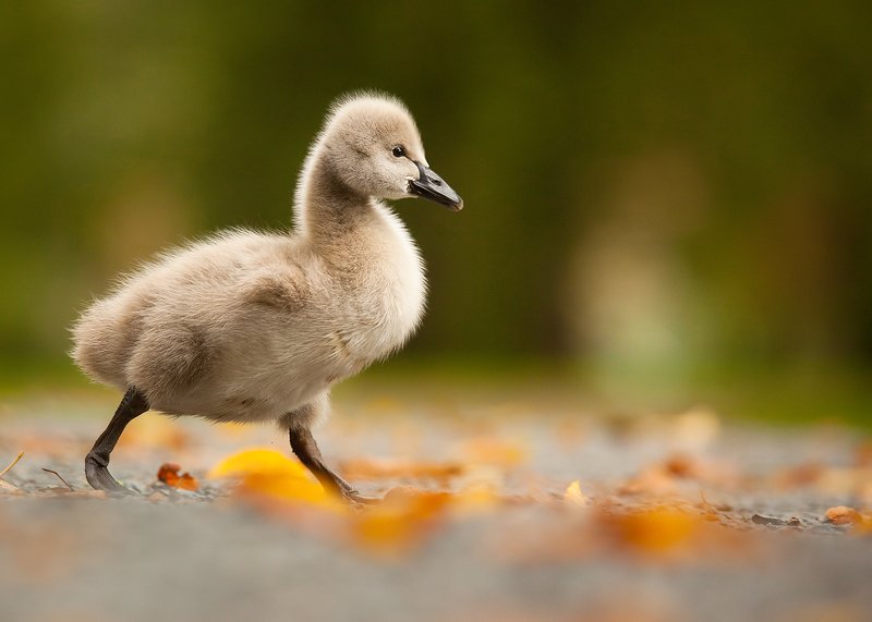 Black swanphoto preview