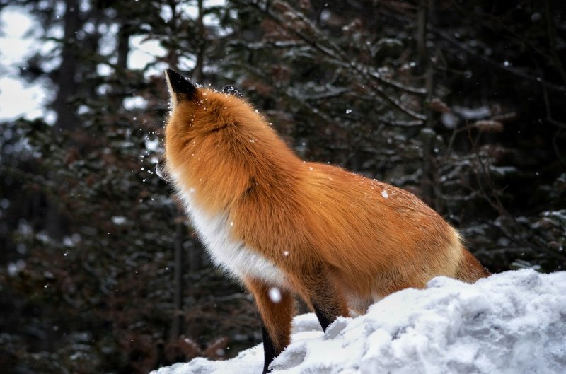 лиса, лисы, животные, снег, зима, animals, fox, foxes, animal, лис, red fox, forest, лес ***Fox*** фото превью