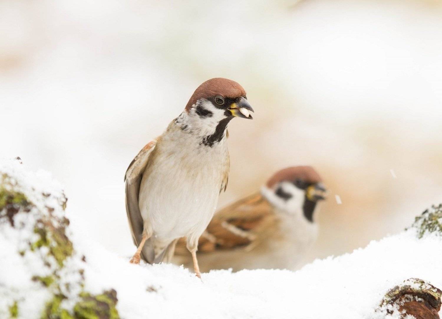 , Janina J?drzejewska-Szombara