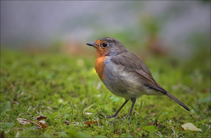 зарянка, малиновка Зарянкаphoto preview