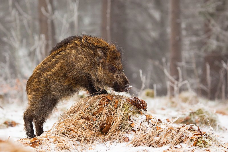 Кабанphoto preview