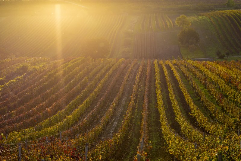 Один очень известный сюжет в контровом с засветкойphoto preview