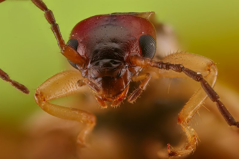 насекомое макро .....photo preview