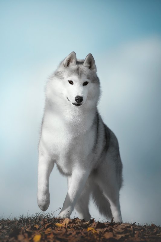 husky, dogs, siberian husky Hugophoto preview