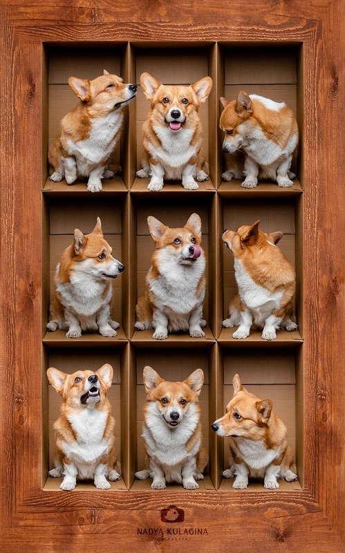 dog, fun, box, boxing, photoshop, creative, level, floor In the Boxphoto preview