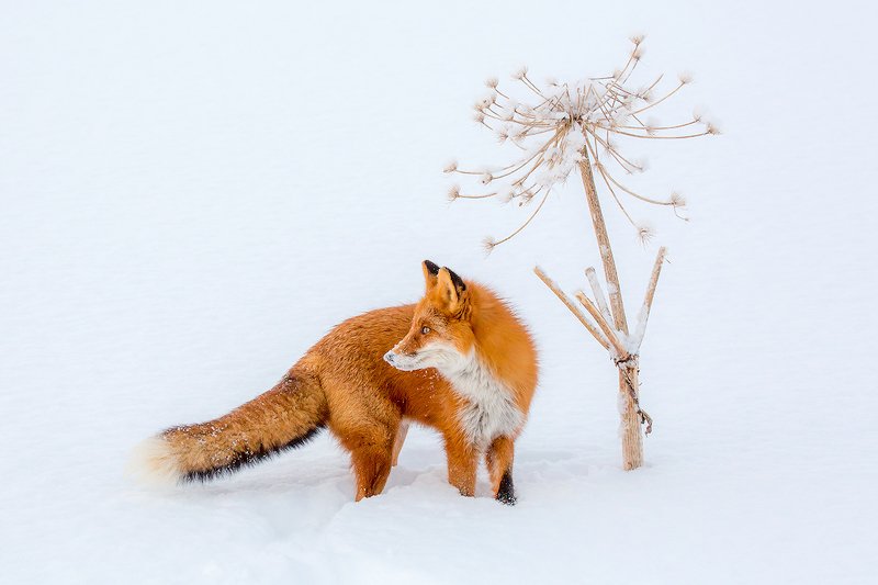 камчатка, лиса, природа, путешествие, фототур, животные, зима Зимний натюрмортphoto preview