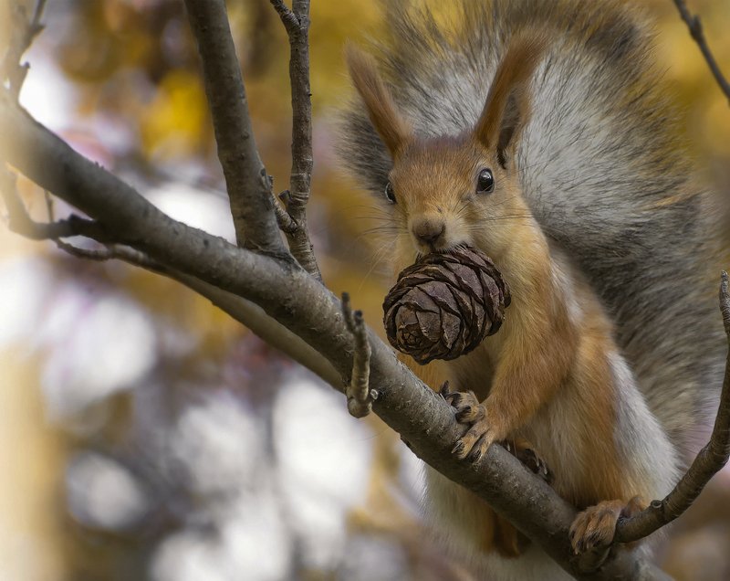 белка, осень, шишка кедровая, Осенний подарок..photo preview