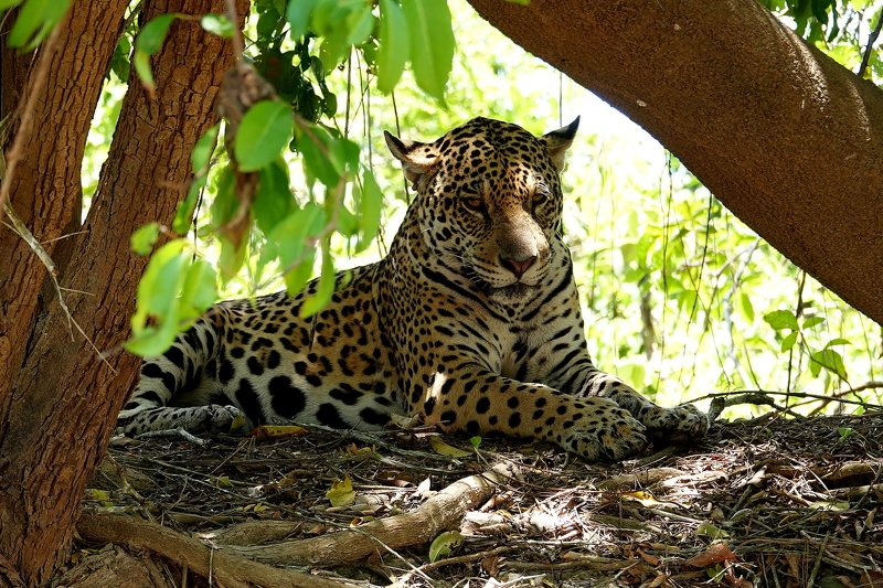 бразилия Ф И Е С Т А по БРАЗИЛЬСКИphoto preview