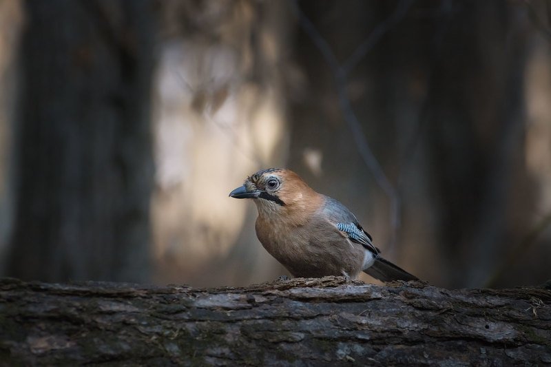 Где-то в лесах Приморьяphoto preview