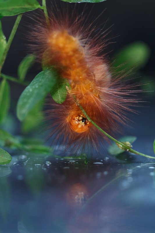 Лисичка..photo preview