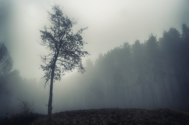 autumn, sadness, forest, trees, landscape, fog, осень, грусть, лес, деревья, пейзаж, туман Autumn sadnessphoto preview