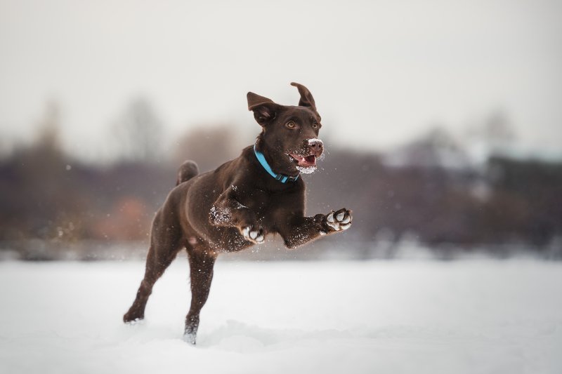 лабрадор, собака, ретривер, бежит, питомец, движение, уши, пёс, любимец, щенок, шоколадный «Вскачь несётся полькой быстрой...»photo preview