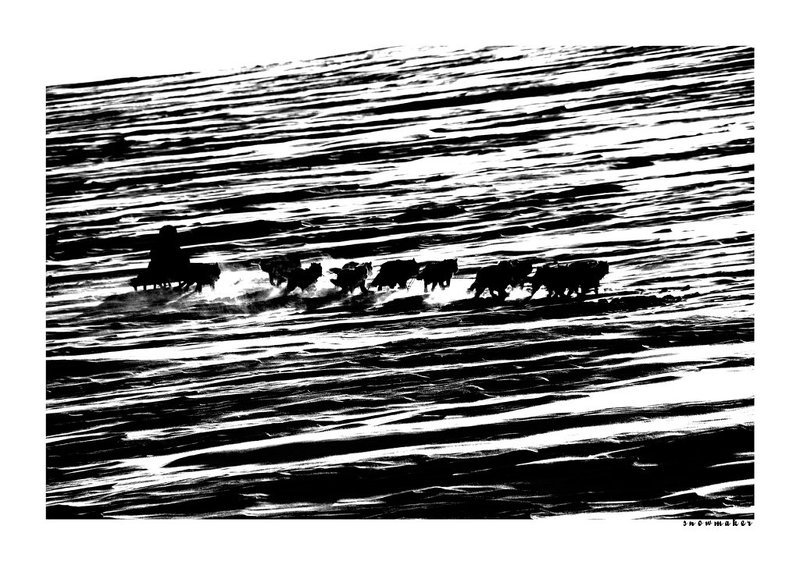 фото, чукотка, гонки, собачья упряжка, снег, photo, chukotka, snowmaker Полный вперед!photo preview