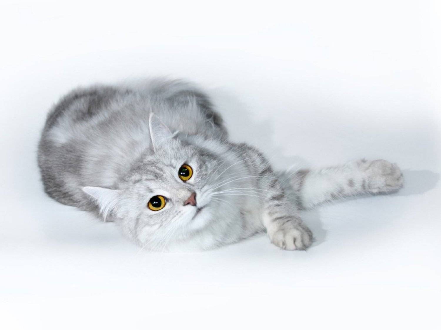 Муравушка. Автор: Большаков Александр мыша, муравушка, студия, кошка, Большаков Александр