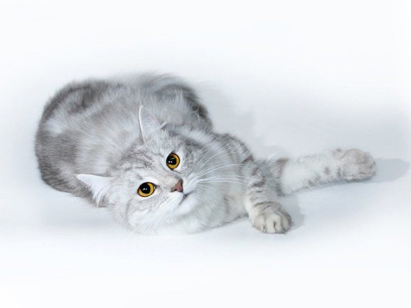 мыша, муравушка, студия, кошка Муравушкаphoto preview