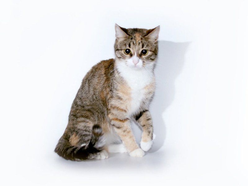 дуся, студия, кошка Дусяphoto preview