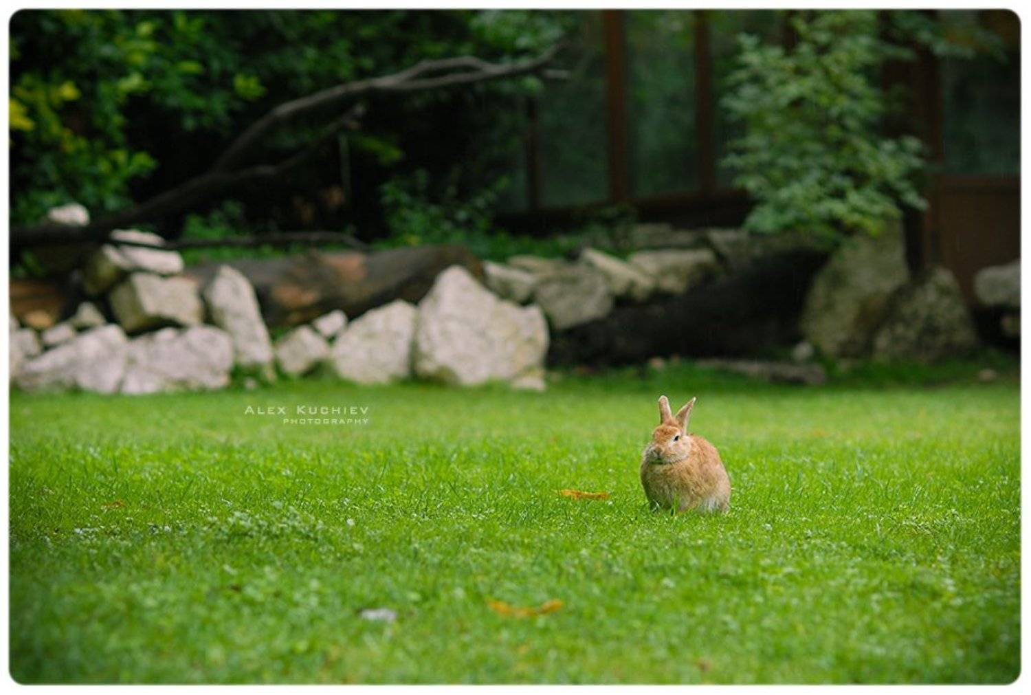Кролл's. Автор: Кучиев Александр кролик, заяц, природа, кучиев, александр, зеленая трава, Кучиев Александр