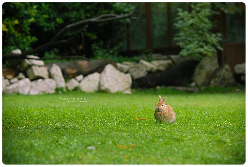 кролик, заяц, природа, кучиев, александр, зеленая трава Кролл\'sphoto preview