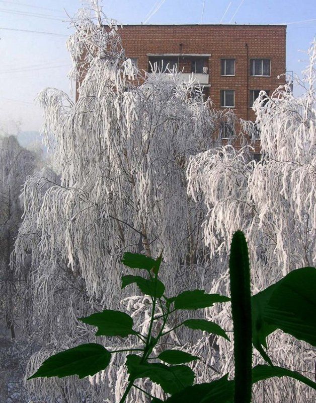 береза,окно,снег Зима за окномphoto preview