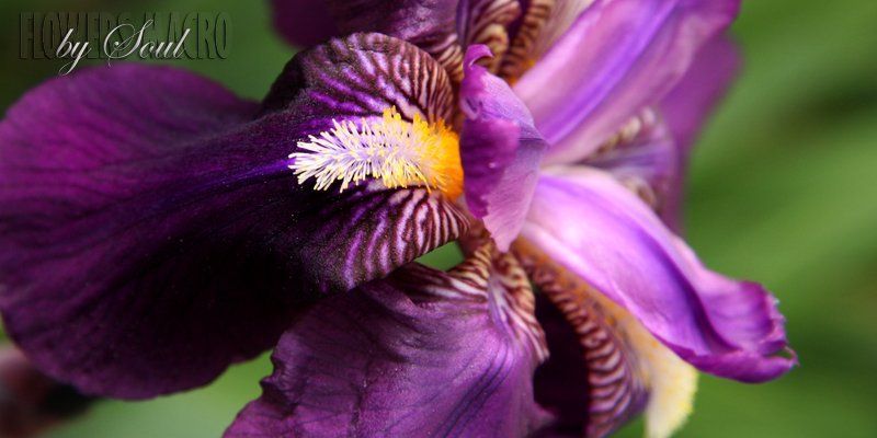 ирис ирисphoto preview