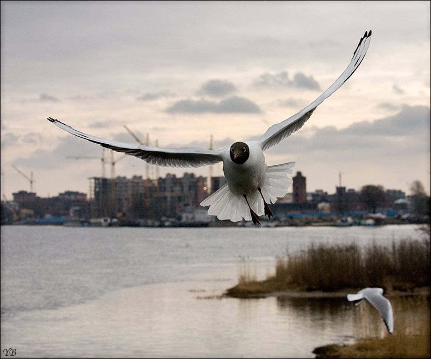 Автор: Братаев Юра чайка, Братаев Юра
