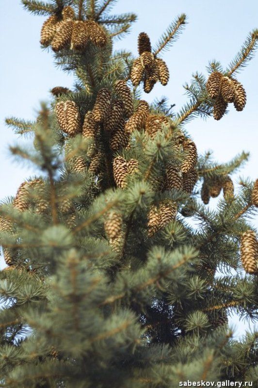 шишки, открытка Открыткаphoto preview