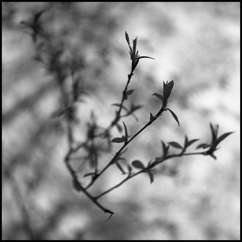 листики, весна Листикиphoto preview