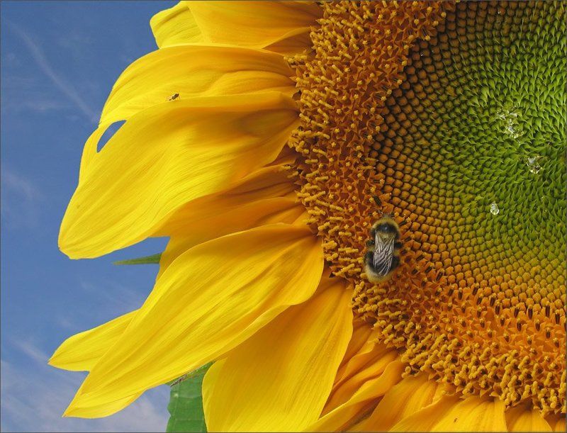 подсолнух, пчела Кусочек солнцаphoto preview