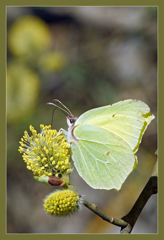 Жёлтая-весенняяphoto preview