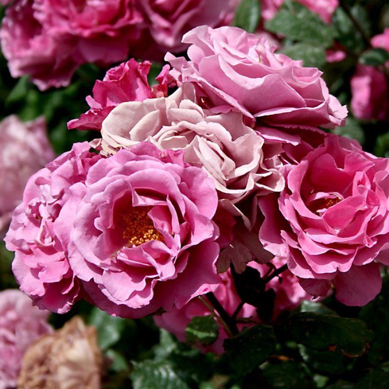 цветыphoto preview