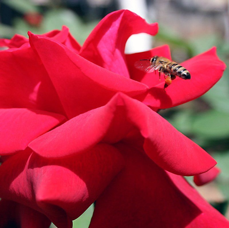 еще пчелаphoto preview