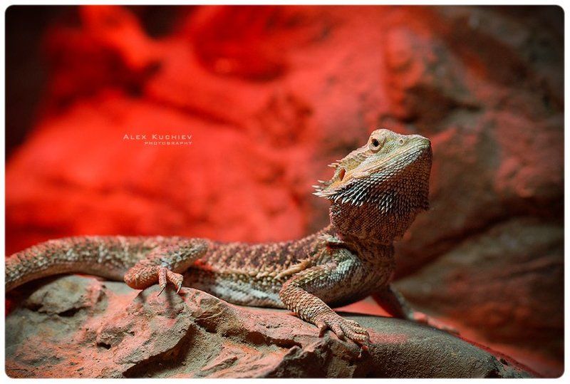 дракон, ящер, кучиев, александр, tierchen, penquanta драконыневымерлиphoto preview