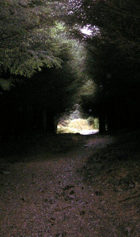 поход, тропинка, свет жизнь после смертиphoto preview