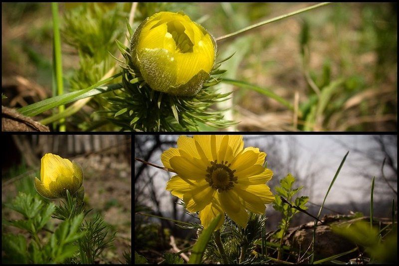 цветочек Первоцветphoto preview